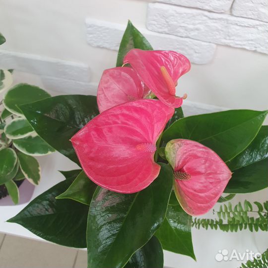Антуриум розовый