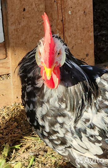 Петухи леггорн долматинец