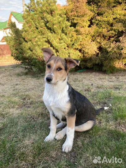 Щенок ищет дом