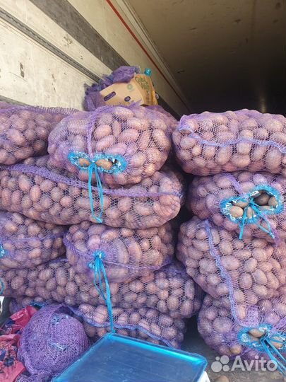 Картошка 15 тонн