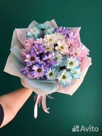 Радужная хризантема