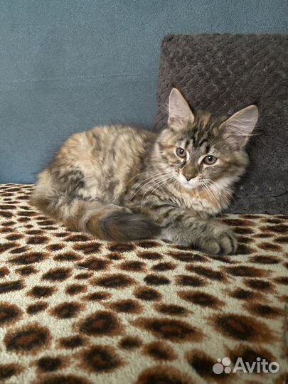 Котята мейкун