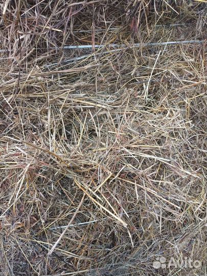 Продам сено в рулонах