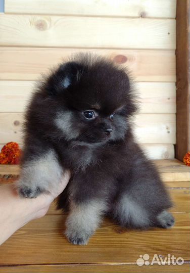 Шпиц девочки