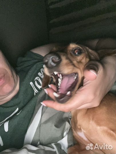 Карликовая такса