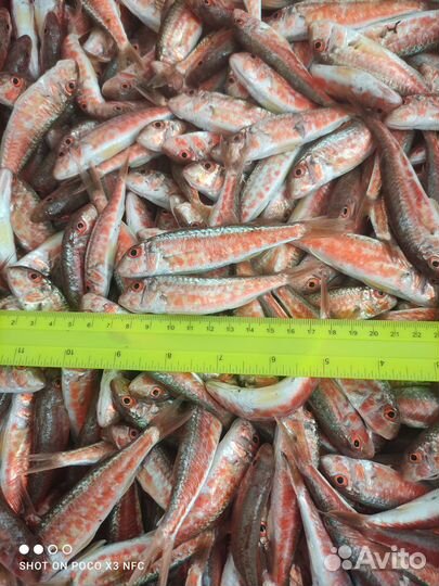 Свежая и свежемороженая Барабуля