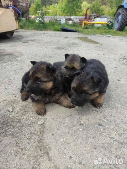 Щенки немецкой овчарки