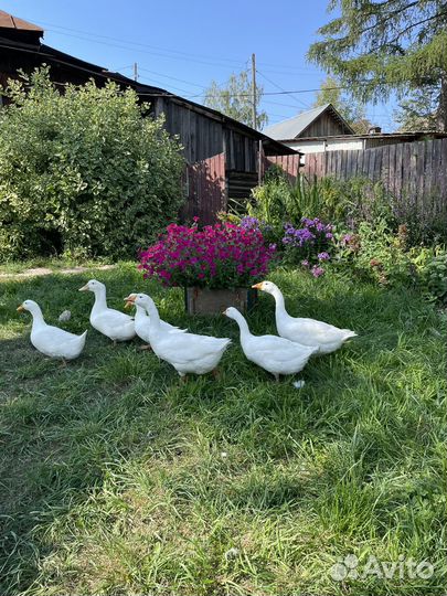 Гуси и пекинская утка