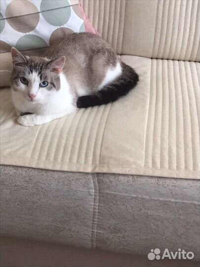 Котик в дар