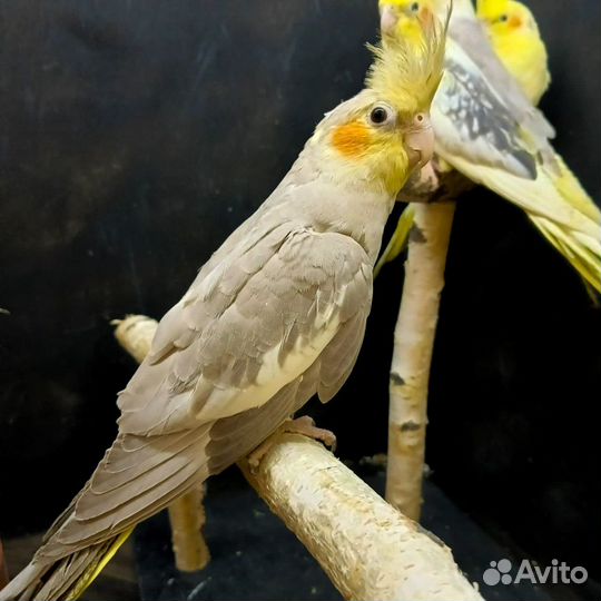 Попугай корелла птенцы от 2,5 мес