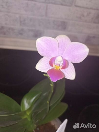 Орхидея фаленопсис Самер