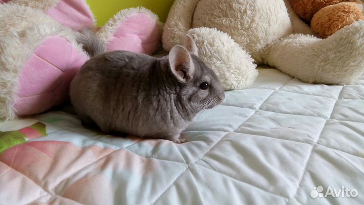 Шиншилла