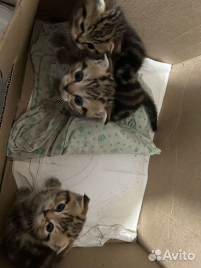 Продам котят