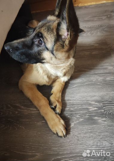 Немецкая овчарка