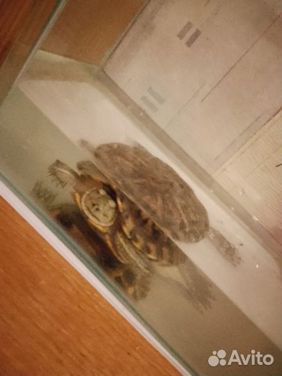 Красноухая черепаха