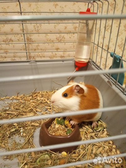 Морская свинка