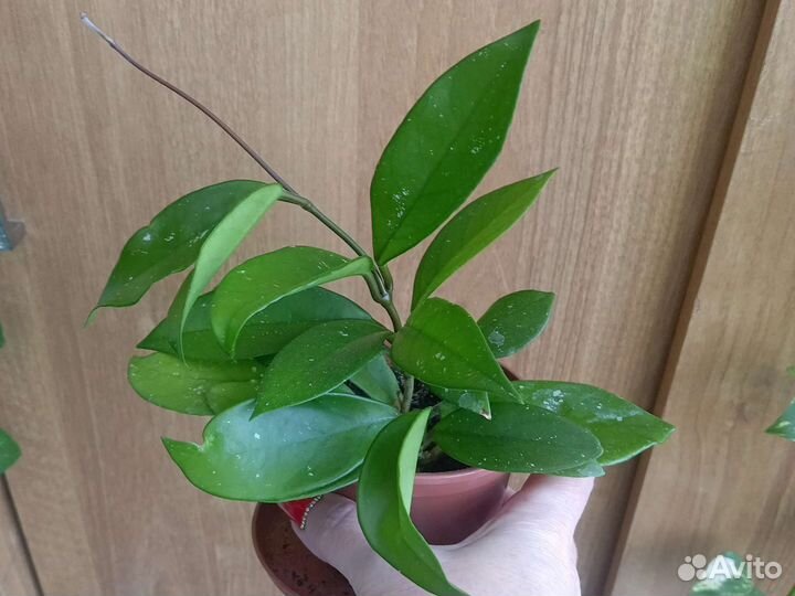 Хойя Публикалис Ред цвет красный