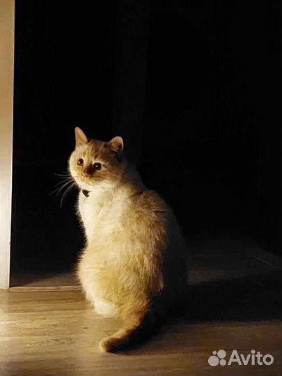 Отдам кота в добрые руки