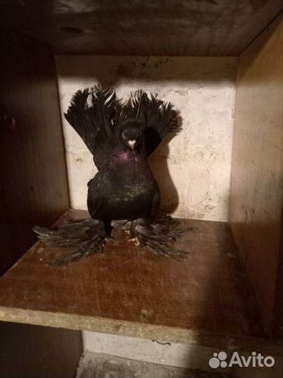 Продам голубей