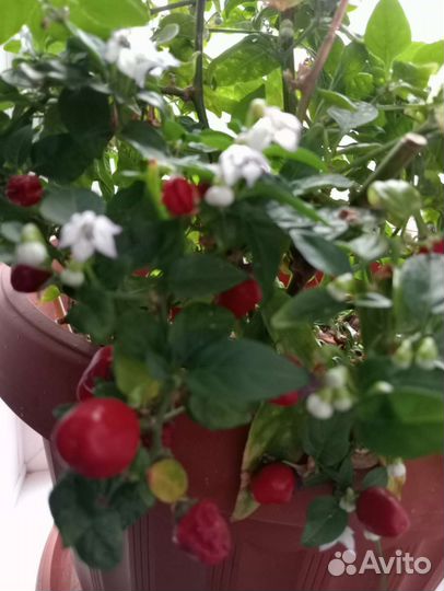 Рассада острого перца комнатного