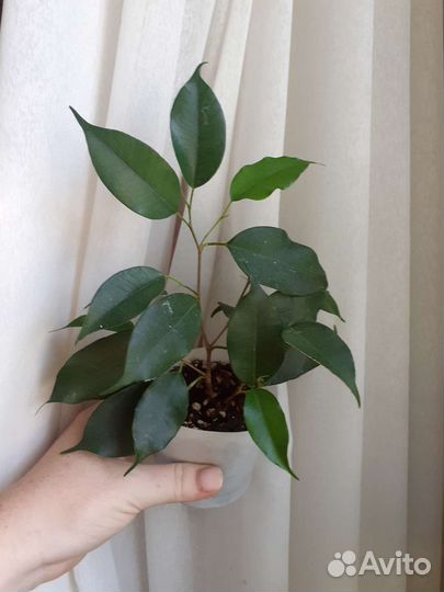 Фикус Даниэль и Анастасия