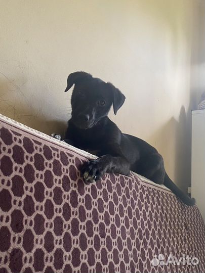 Щенкок даром