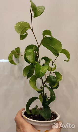 Разные комнатные цветы