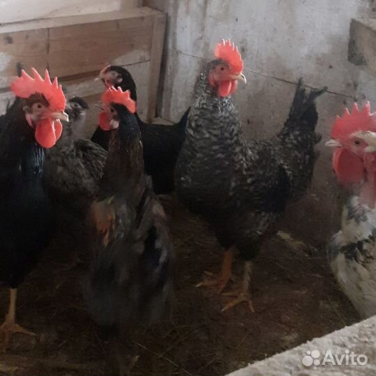 Яйца на инкубацию утиные и куриные