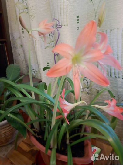 Лилия амариллис оранжевая