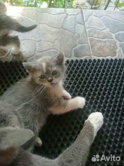 Котята в добрые руки бесплатно
