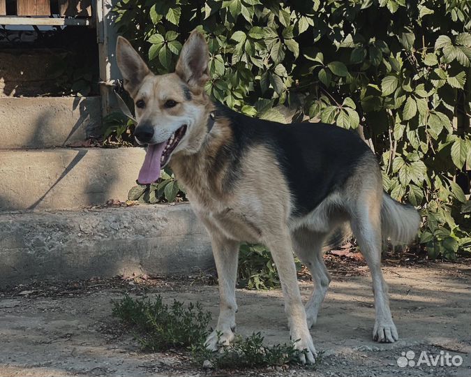 Собака в добрые руки