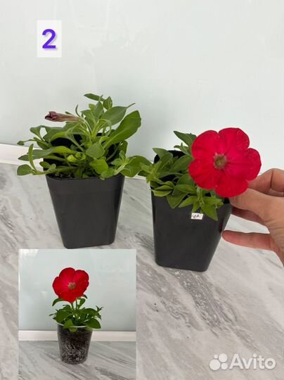 Продам ампельную петунию