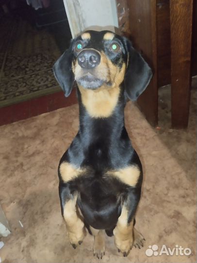 Такса - плакса