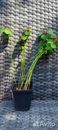 Кислица оксалис