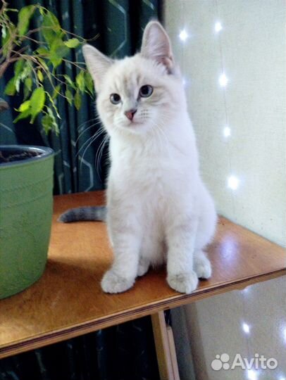 Сил-тебби-поинт