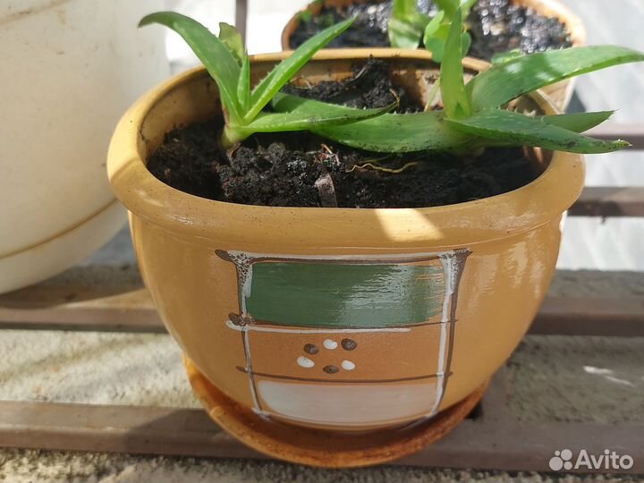 Алоэ вера растение в керамическом горшке