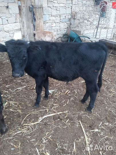 Телята, бычки