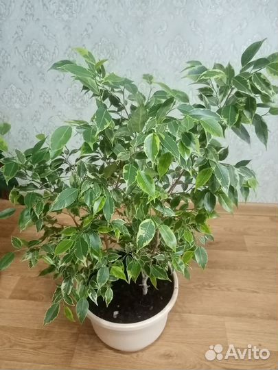 Фикус бенджамина