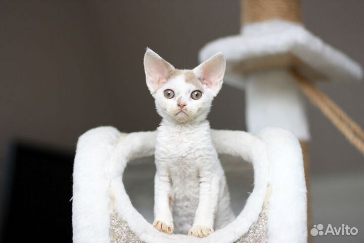 Котенок породы Девон-рекс