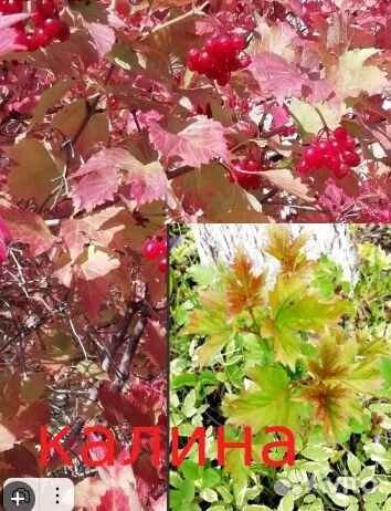 Многолетники для сада цветы Часть 2