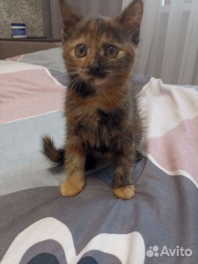 Кошка в дар бесплатно