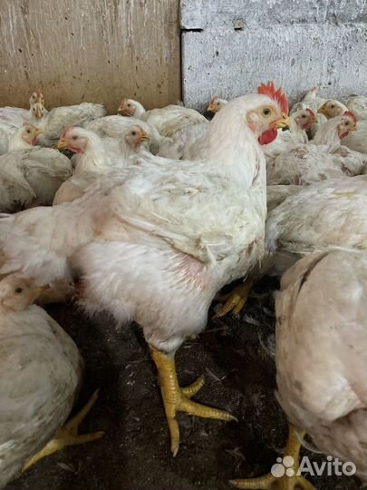 Куры бройлеры