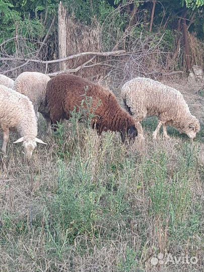 Матки бараны ярки