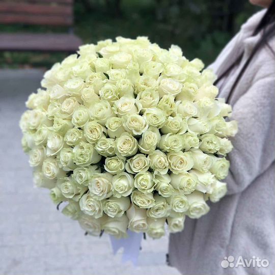 Розы белые 31 роза 51 роза 101 роза