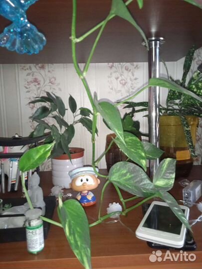Растения комнатные