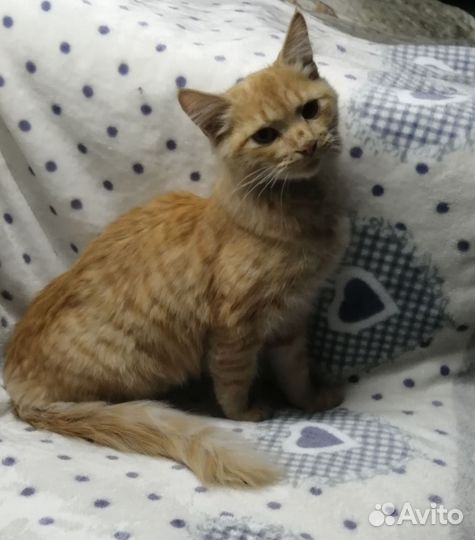 Котик ищет дом