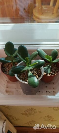 Крассула толстянка денежное
