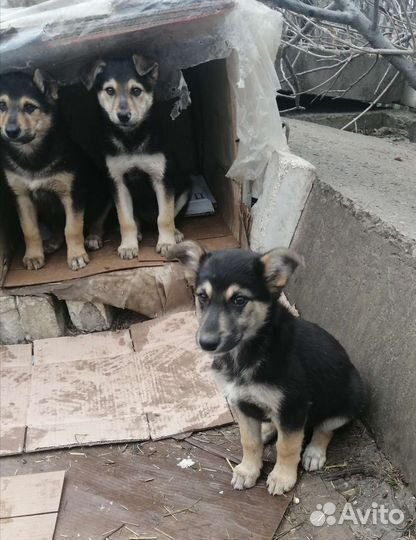 Мальчишкам и девчонкам нужен дом
