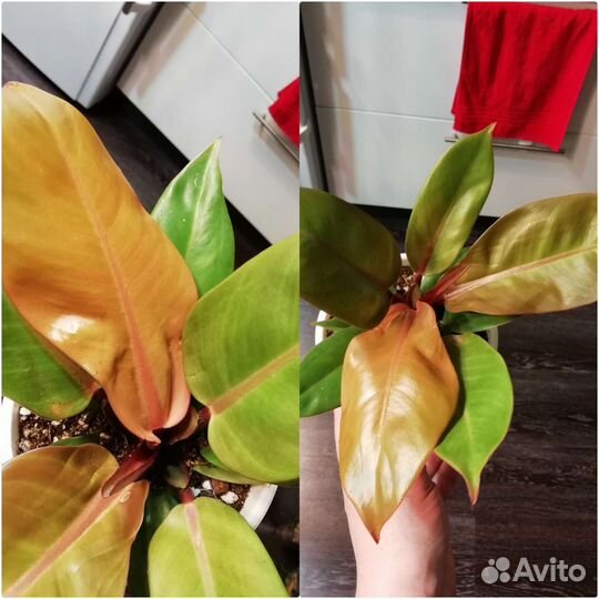 Комнатные цветы