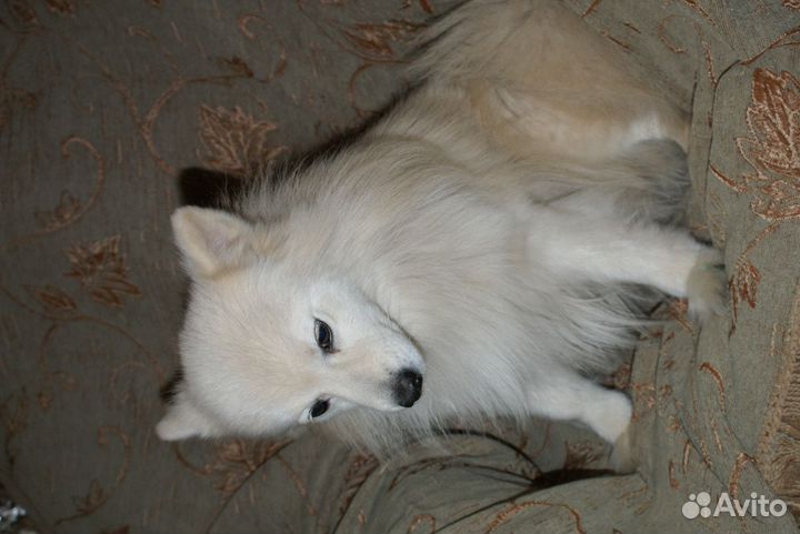 Девочка японского шпица в добрые руки